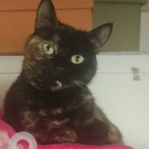 A Black Domestic Shorthair Cat Missing from Life Pharmacy Building, Same Building (Manila Supermarket) Electra Street