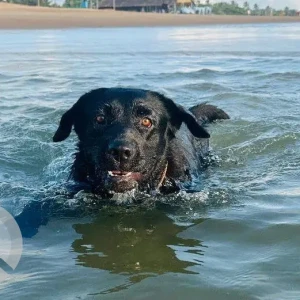 A Black Labrador Dog Missing from Umta Vaddo, Calangute-4