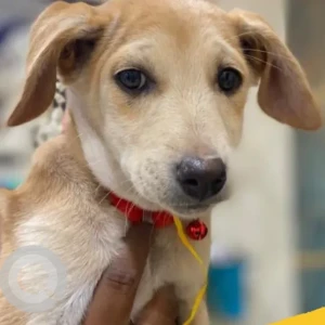 Female Indie Dog Adoption for Adoption in Wakad