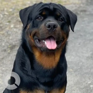A Black and Brown Rottweiler Dog Missing from Delhi NCR