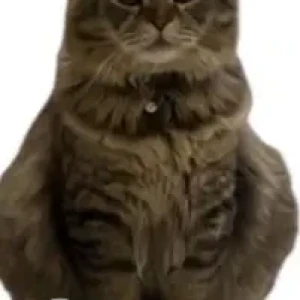 A Black and Brown Scottish Fold Cat Missing from TAM Warehouse