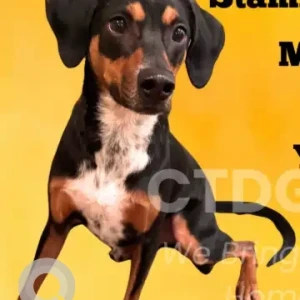 A Black and Brown Beagle/Terrier Mix Dog Missing from High Ridge Rd and Oaklawn Ave