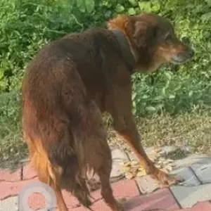 A Black and Brown Indie Dog Found from BSK 6th stage, RV architecture college-2