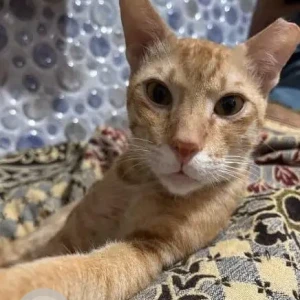 A Orange Ginger Cat Missing from Thane West, Thane