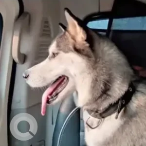 A Black and White Husky Dog Missing from Raj Bagh, Ghaziabad