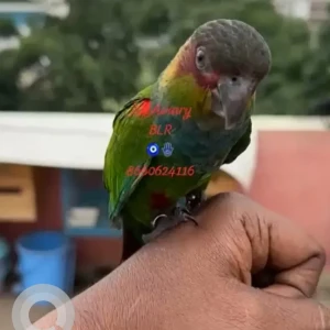 A Green Blue Throated conure Bird Missing from Whitefield, Bengaluru-2