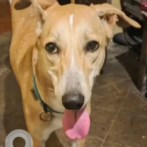 A White-Brown Mix Indie Dog Missing from Panjim 18th June road