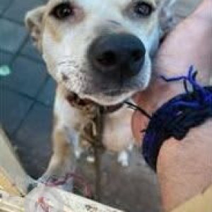 A White-Brown Mix Indie Dog Missing from Dadar, Mumbai-2