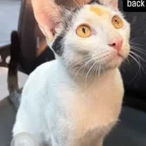 A Black and White Indie Cat Missing from Sindhi Ghori, Tank Road, Karol Bagh