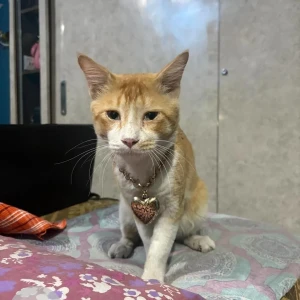 A White-Brown Mix Indie Cat Missing from Vinobha Bhave Road, James Long Sarani