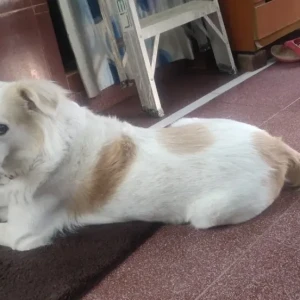 A White-Brown Mix Pomeranian Dog Missing from Isnapur-4