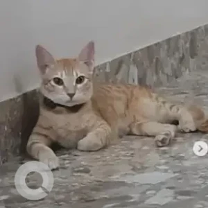 A Orange Ginger Orange Feline Cat Missing from Euro kids pre school, NNT layout, Nelamangala-2