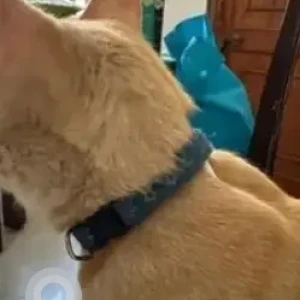 A Orange Ginger cat Cat Found from 5th Block, Koramangala (near Kunafa Story)-2