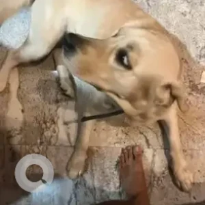 A White Labrador Dog Found from Shantaveri Gopal Gowda Nagara