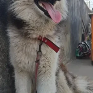 A Black and White Husky Dog Found from Thai Case En Thamel-2