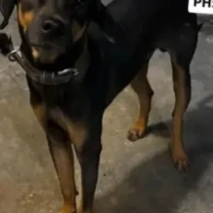A Black and Brown Indie Dog Found from Madambakkam-2