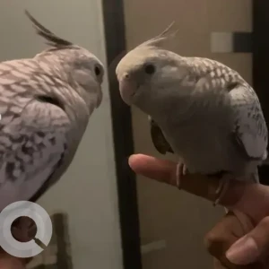 A Grey Butterfly Cockatiel Bird Missing from JP Nagar 5th phase, Aravind layout-2