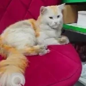 A Orange Turkish Angura Cat Missing from Bommanahalli