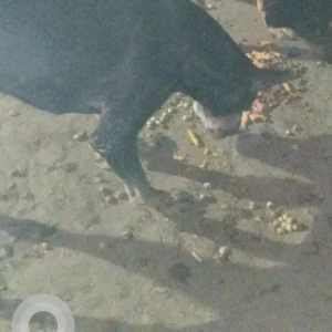 A Black and Brown Indie Dog Missing from Sector 7, Ayodhya chowk