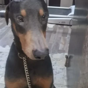 A Black and Brown Doberman Dog Missing from Daryaganj-2