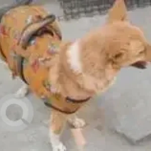 A White-Brown Mix Indie Dog Missing from Nagpur-3