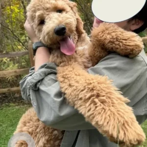 A Golden Goldendoodle Dog Missing from Route 7 North & Route 183