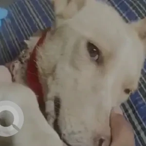 A White Indie Dog Missing from Rohini Sector-21-3
