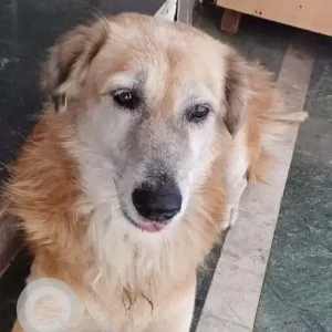 A White-Brown Mix Indie Dog Missing from Kothrud, Pune