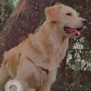 A White-Brown Mix Golden Retriever Dog Missing from 17/14 sector Kataria chowk