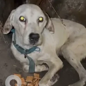 A White Indie Dog Found from Geeta colony Flyover
