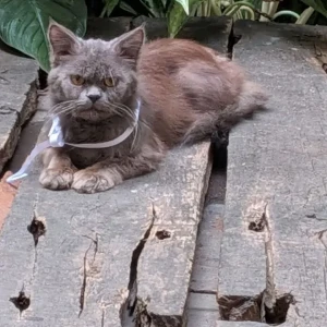 A Grey-White Mix Persian Cat Found from Mumbai-3