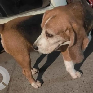 A White-Brown Mix Beagle Dog Found from Subhash Gali