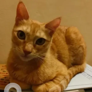 A Orange Ginger cat Cat Missing from Mathikere-2