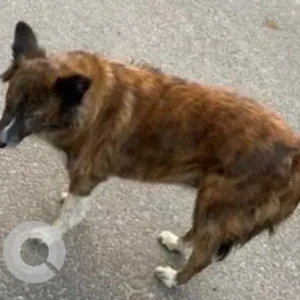 A Black and Brown Indie Dog Missing from Sector 128, Noida