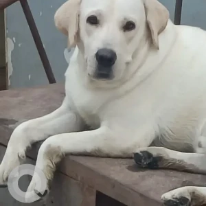 A White Labrador Dog Missing from Malkajgiri, Kamble Estates