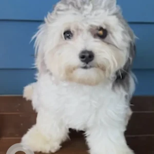 A White Maltese x Poodle Dog Found from Edmands Rd. Near Nobscot Park