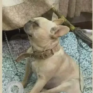A Light Brown French Bulldog Dog Missing from Tokha Sreebaba Checkpost