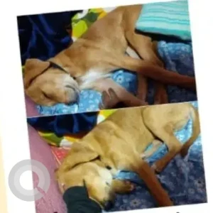 A White-Brown Mix Indie Dog Missing from Kalighat-4