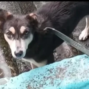 A Black Indie Dog Missing from Gajuwaka, Dayal Nagar