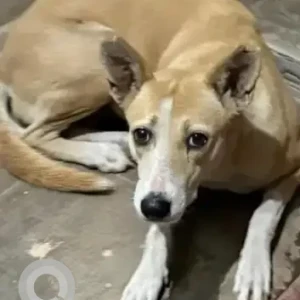 A White-Brown Mix Indie Dog Missing from Suryanagar phase 1, Chandapura