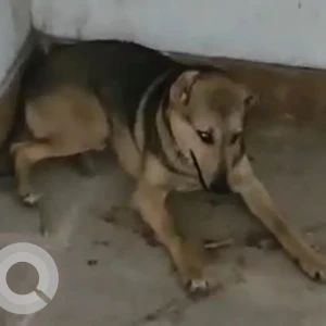 A Black and Brown Indie Dog Missing from ARDEE Mall