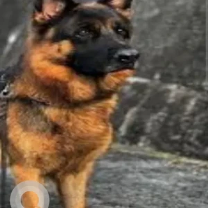 A Black and Brown German Shepherd Dog Missing from Harvard Rd./Golden Run Rd.