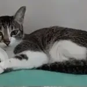 A Grey-White Mix Indie Cat Missing from Prestige Parkview, Hope Farm-2