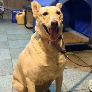 A White Labrador Dog Found from Greater Kailash, New Delhi