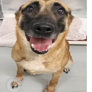 A Black and Brown Belgian Malinois Mix Dog Found from Fairlawn St Mattapan