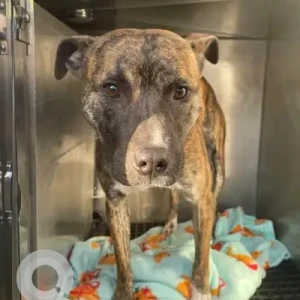 A White-Brown Mix Pitbull mix Dog Found from Huntington Ave