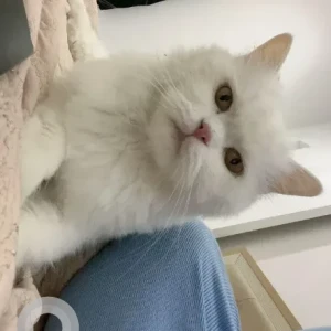 A White Persian Cat Missing from Rabdan