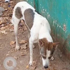 A White-Brown Mix Indie Dog Found from Anjuna-2