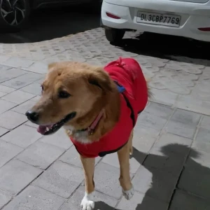 A Brown Indie Dog Found from Orchid island society, Sector 51