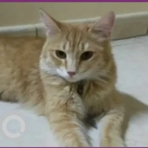A Light Brown Domestic Longhair Cat Missing from 49 Al Dhaid St, Zakhir, Al Grayyeh
